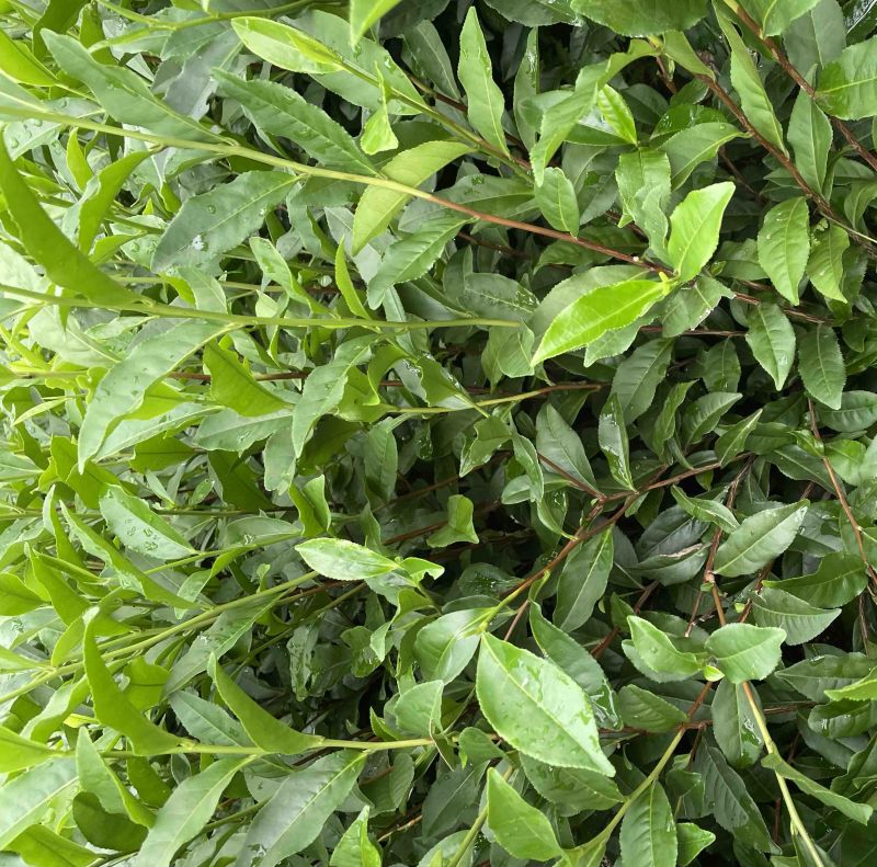 茶苗131，扦插苗，叶水好，高度10公分起