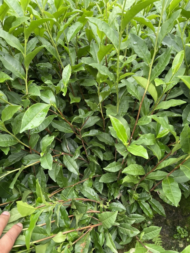 茶苗131，扦插苗，叶水好，高度10公分起