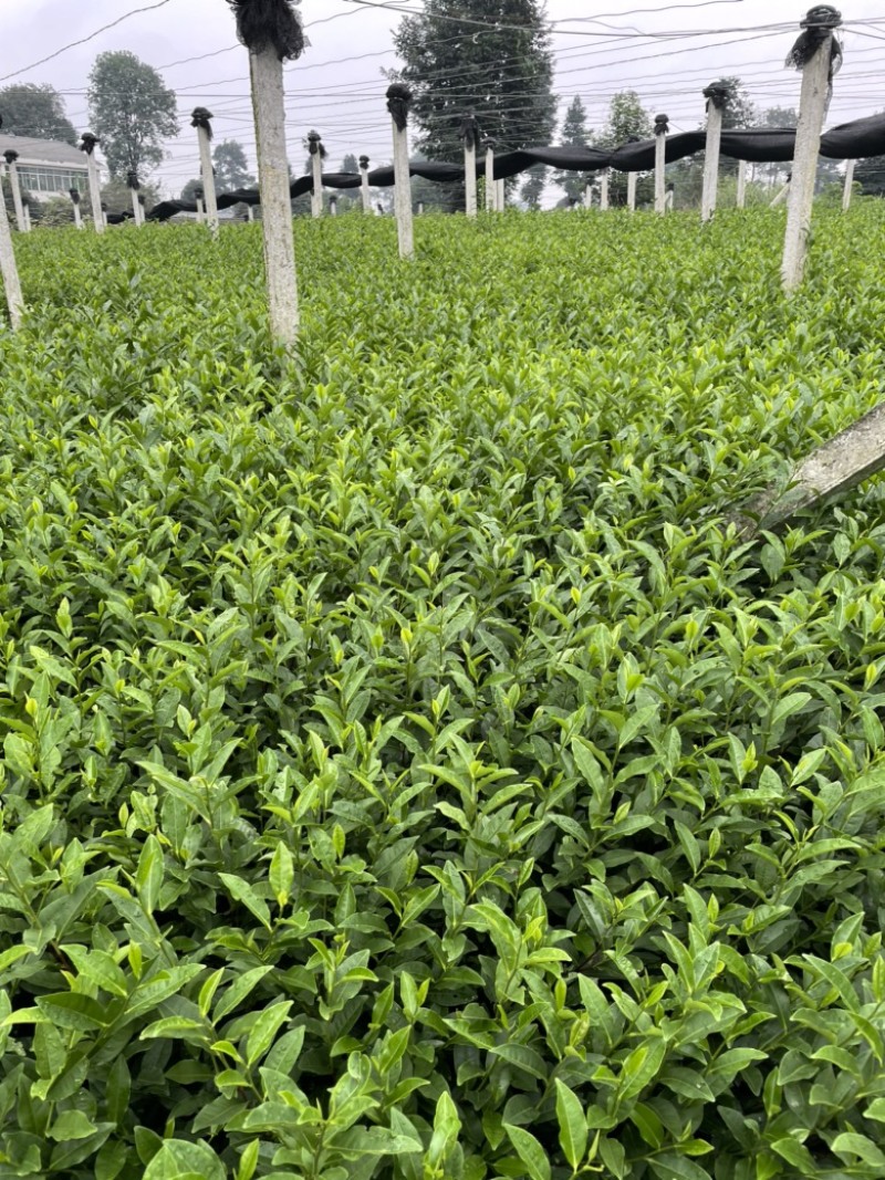 茶苗131，扦插苗，叶水好，高度10公分起