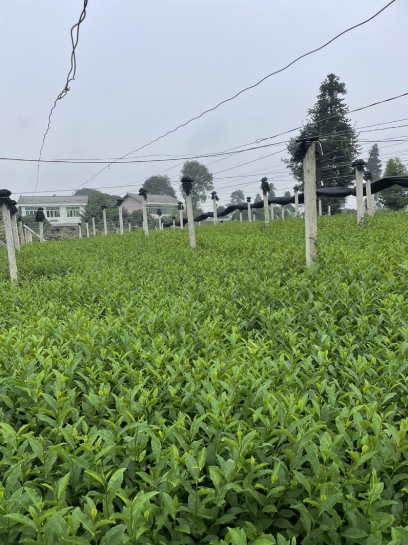 茶苗131，扦插苗，叶水好，高度10公分起