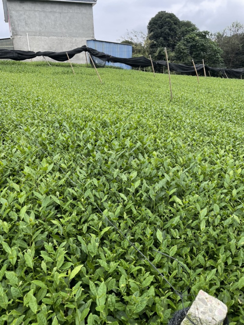 福鼎茶苗茶苗蒙山9号福鼎大白茶等，扦插苗根系好欢迎咨询