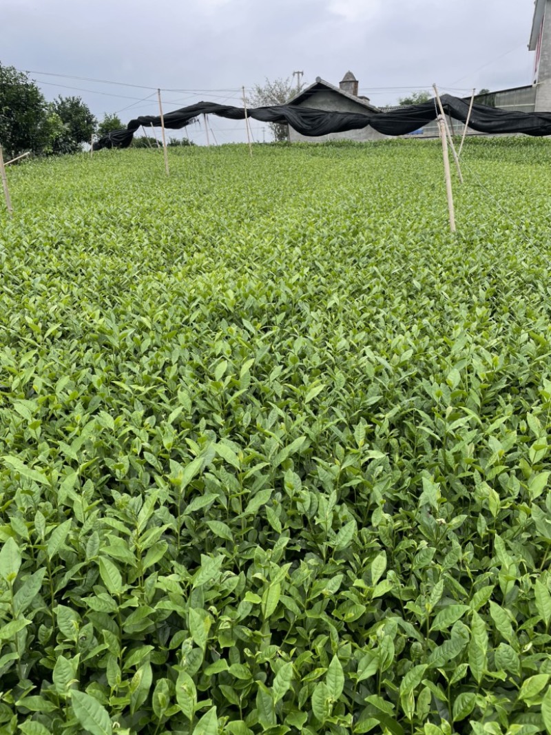 福鼎茶苗茶苗蒙山9号福鼎大白茶等，扦插苗根系好欢迎咨询