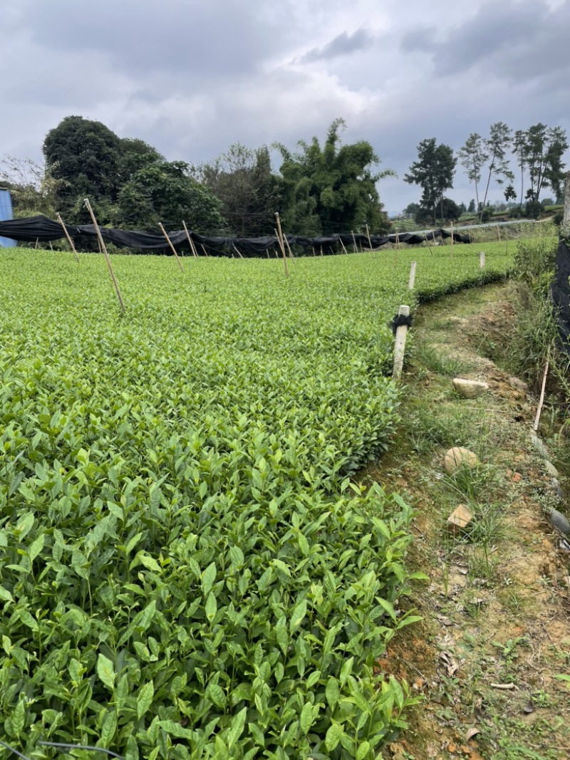 福鼎茶苗茶苗蒙山9号福鼎大白茶等，扦插苗根系好欢迎咨询