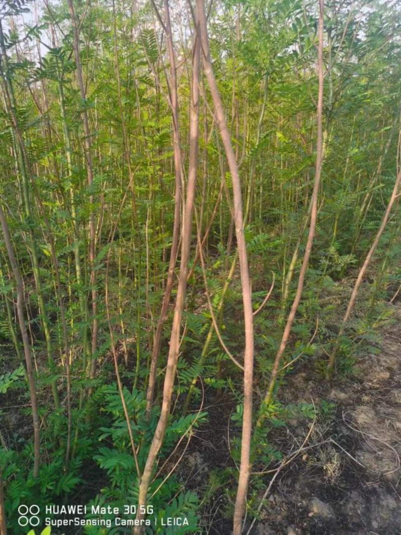 【热销】枫杨柳，元宝树，2公分--30公分，基地种植批发