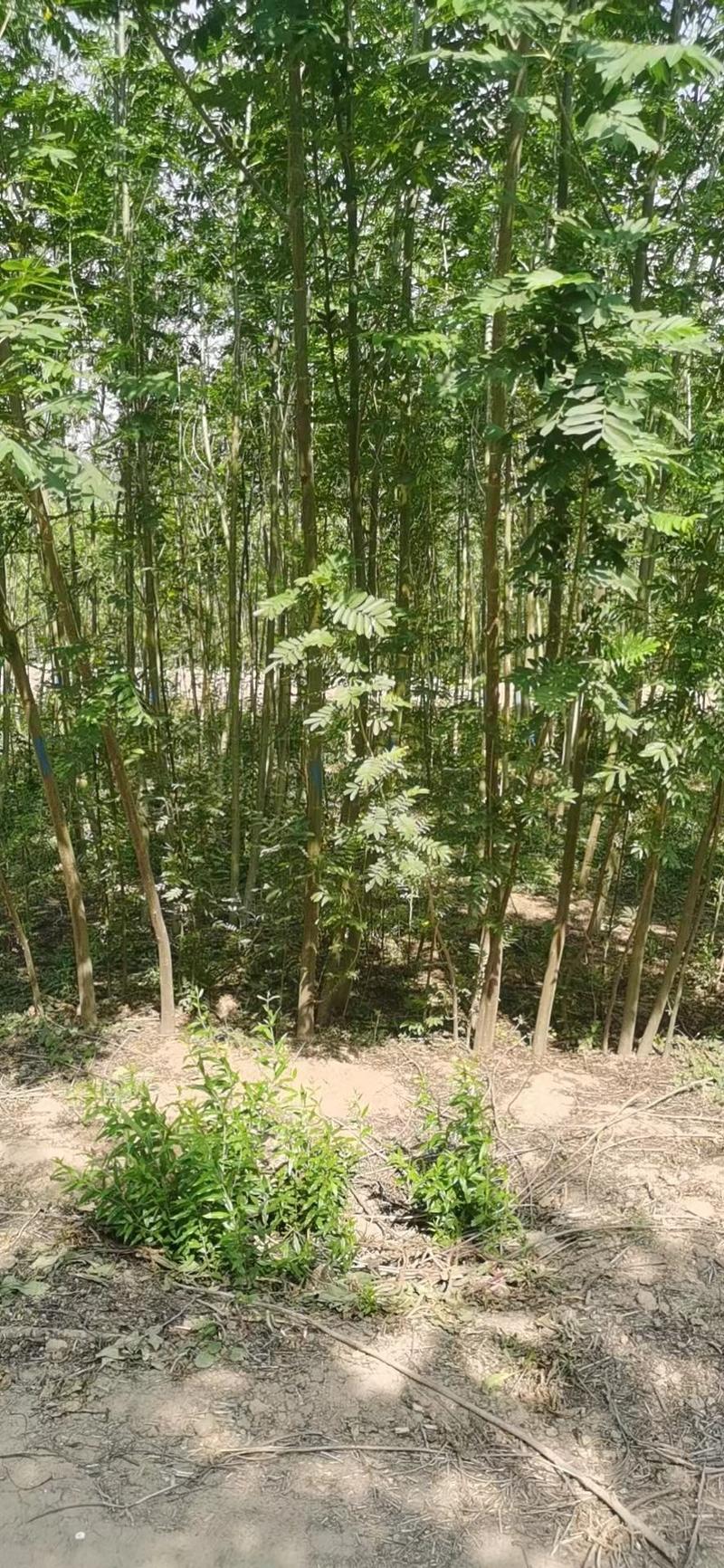 【热销】枫杨柳，元宝树，2公分--30公分，基地种植批发
