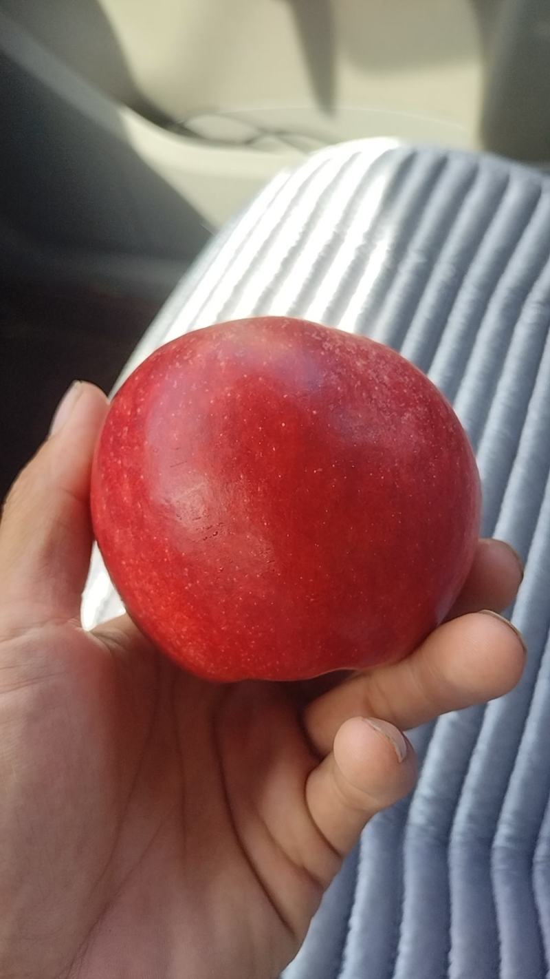 红富士苹果