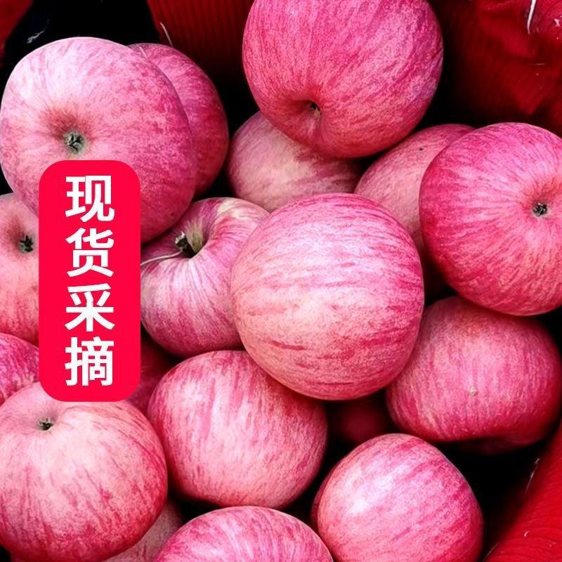 [热卖]山西运城新红星苹果苹果产地直发专业代办