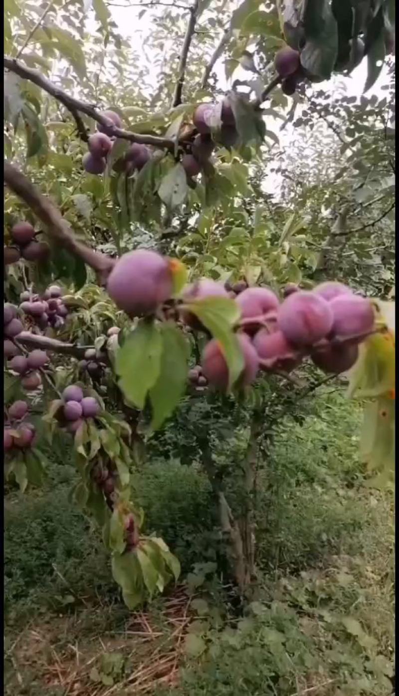 阿坝州茂县高原红李