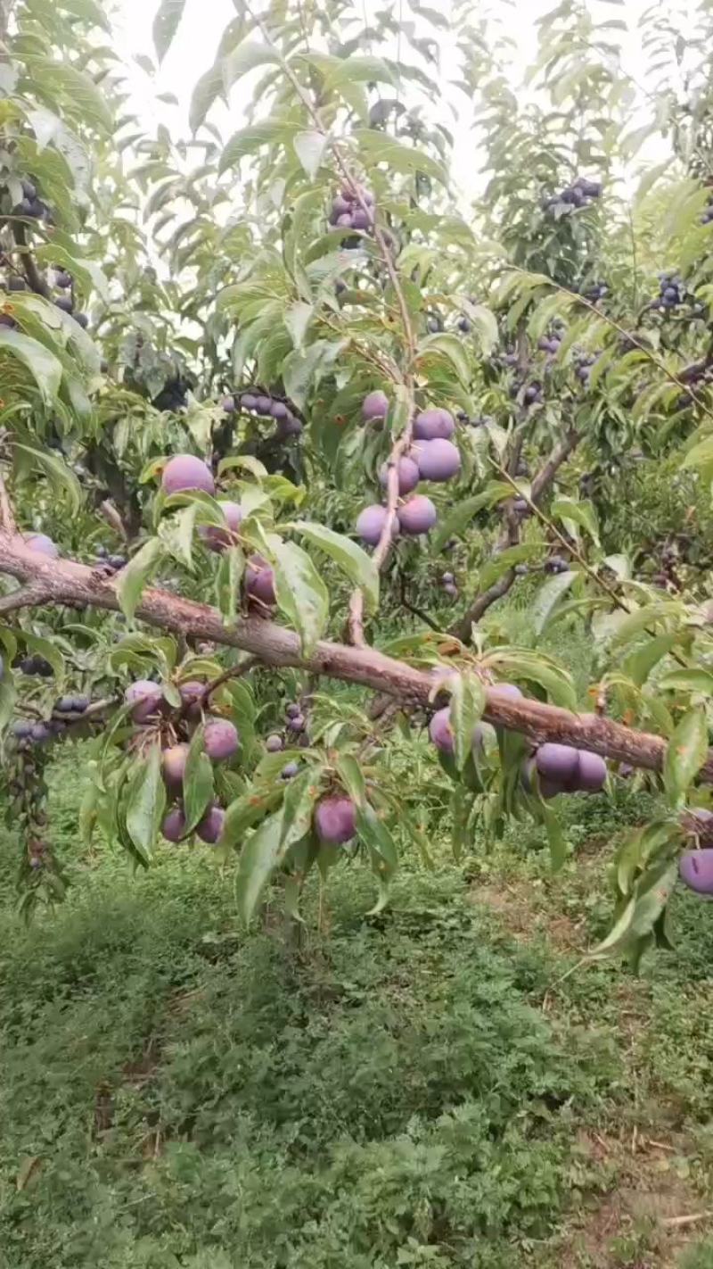 阿坝州茂县高原红李