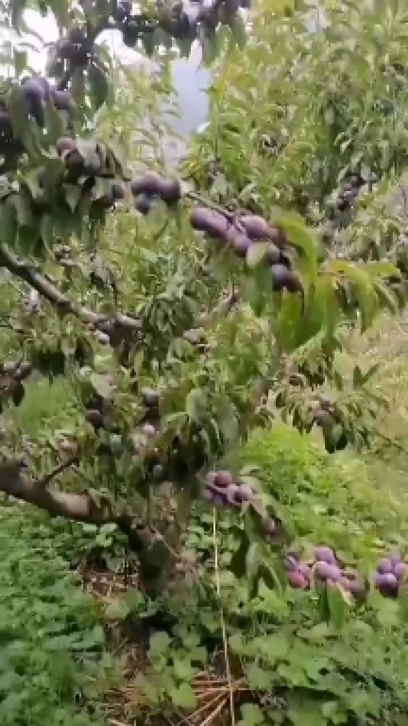 阿坝州茂县高原红李