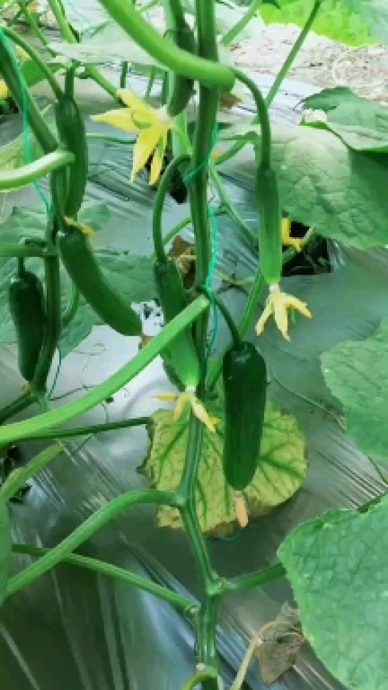 商丘宁陵自家大棚种植水果黄瓜条形好直溜长短都有各个级别都有