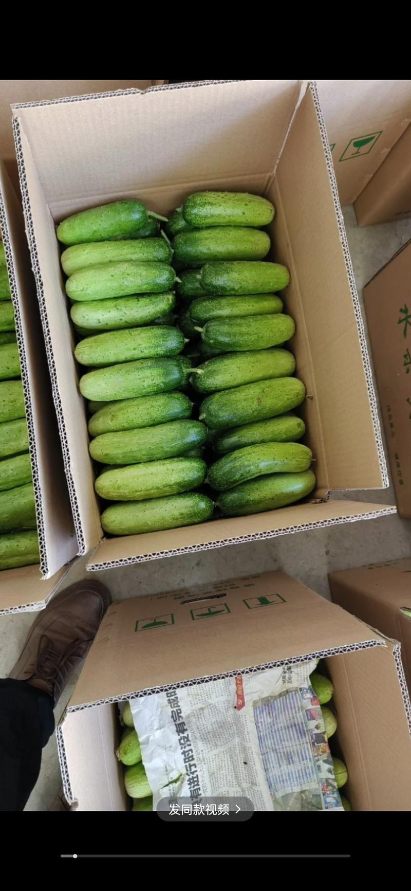 河南水果黄瓜全年不断价格满意为止有纸箱泡沫箱塑料筐保鲜袋