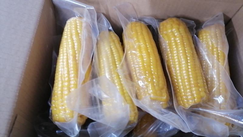 黑龙江黄糯玉米整车走货量大从优欢迎采购对接联系