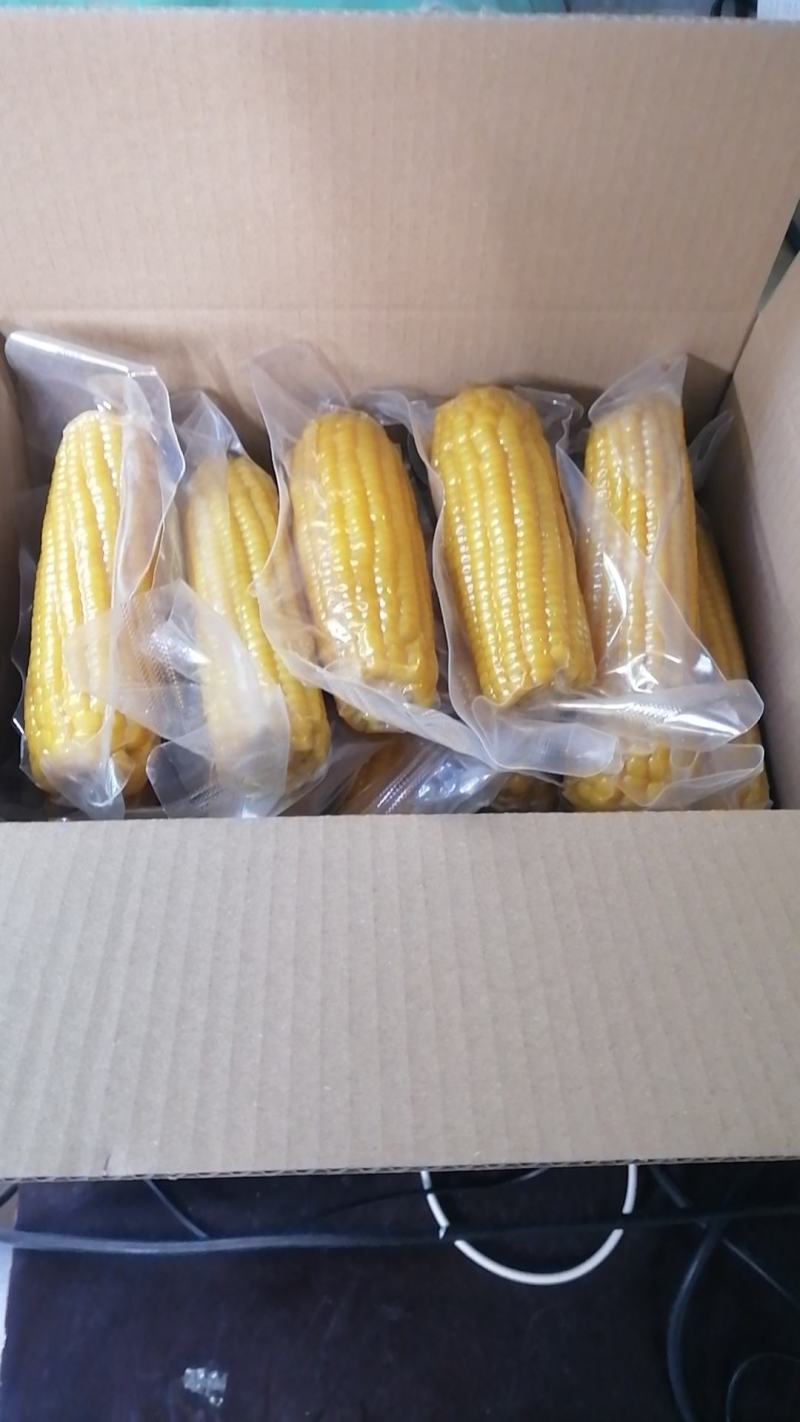 黑龙江黄糯玉米整车走货量大从优欢迎采购对接联系