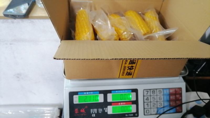黑龙江黄糯玉米整车走货量大从优欢迎采购对接联系