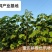 油桐苗油桐杯苗油桐树基地直供苗木