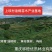 油桐苗油桐杯苗油桐树基地直供苗木
