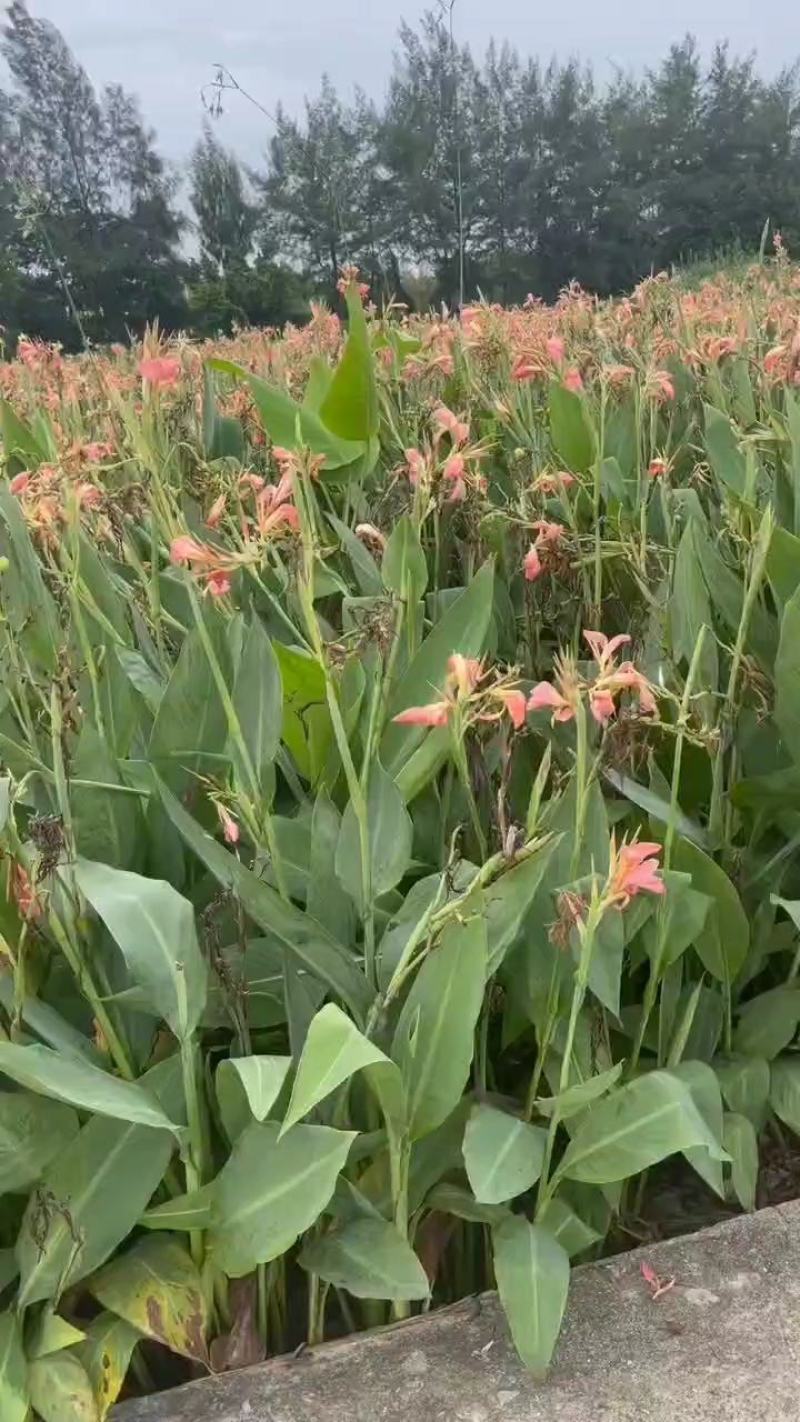 水生美人蕉粉色黄色地苗大量有货基地直发
