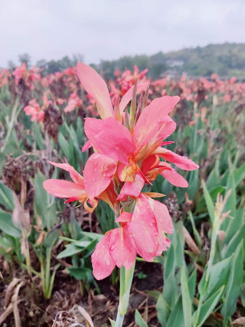 水生美人蕉粉色黄色地苗大量有货基地直发