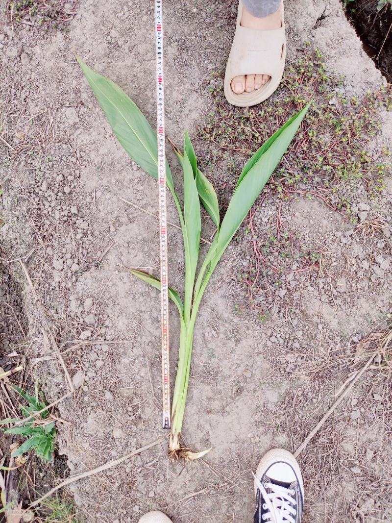 水生美人蕉粉色黄色地苗大量有货基地直发