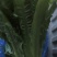 南通油麦菜精品油麦菜常年供应价格便宜欢迎咨询采购