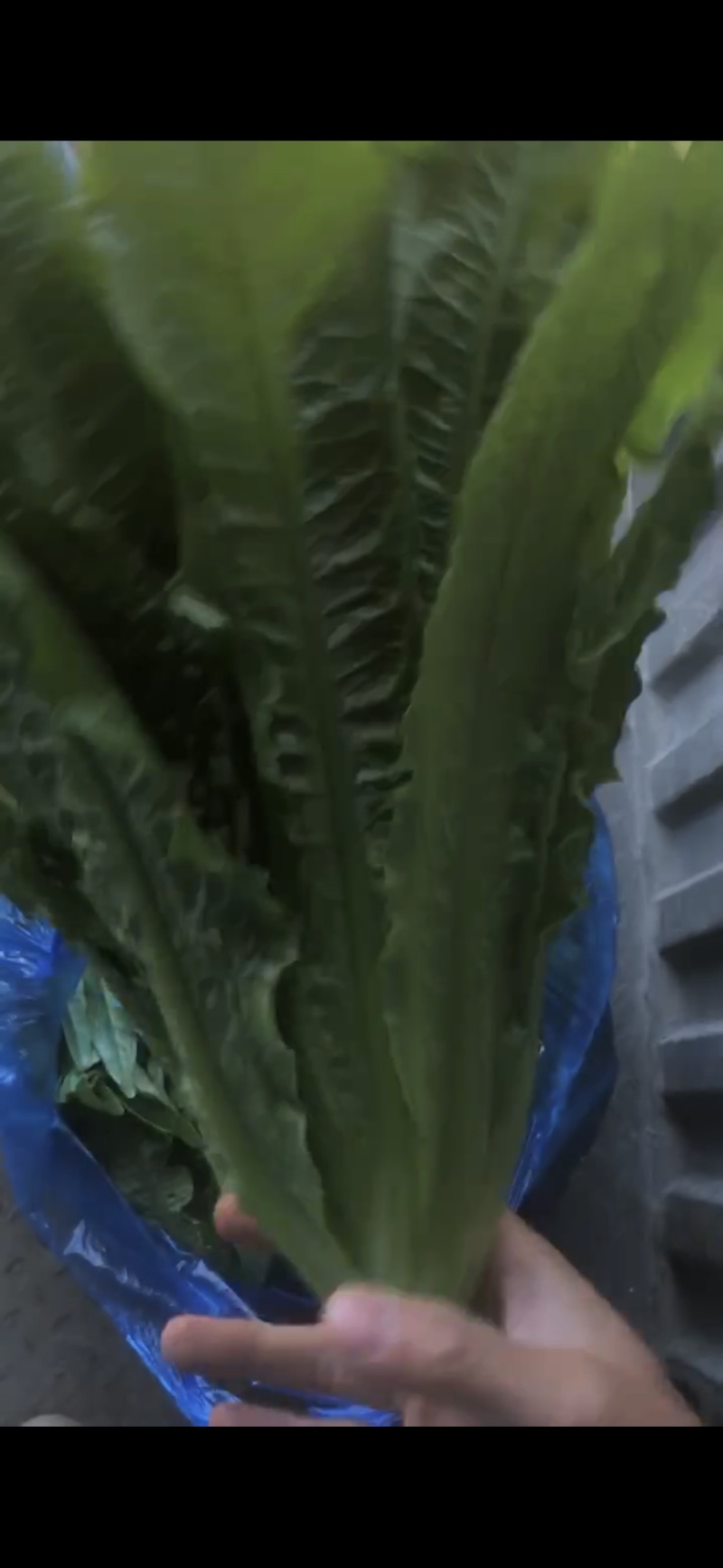 南通油麦菜精品油麦菜常年供应价格便宜欢迎咨询采购