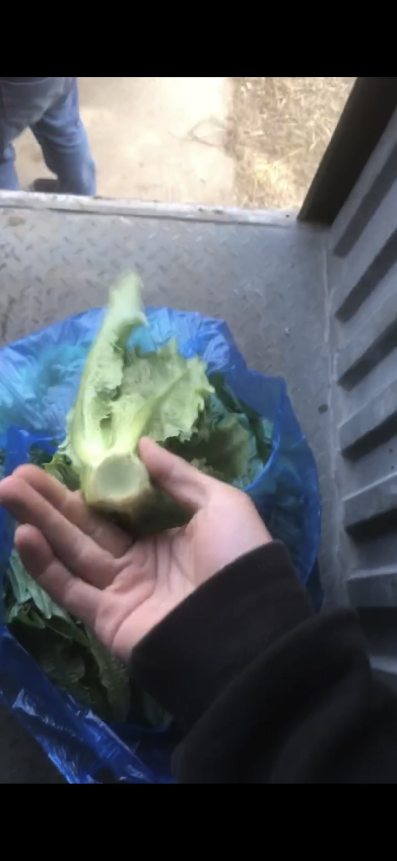 南通油麦菜精品油麦菜常年供应价格便宜欢迎咨询采购