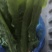 南通油麦菜精品油麦菜常年供应价格便宜欢迎咨询采购