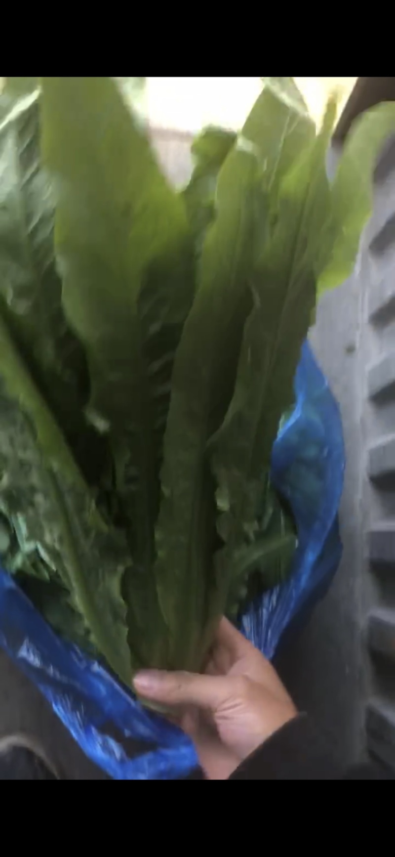 南通油麦菜精品油麦菜常年供应价格便宜欢迎咨询采购