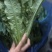 南通油麦菜精品油麦菜常年供应价格便宜欢迎咨询采购