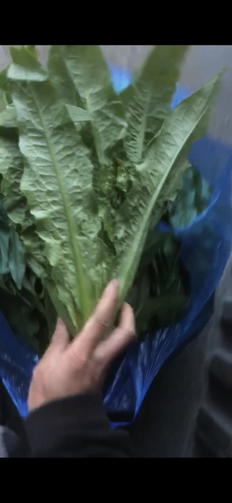 南通油麦菜精品油麦菜常年供应价格便宜欢迎咨询采购