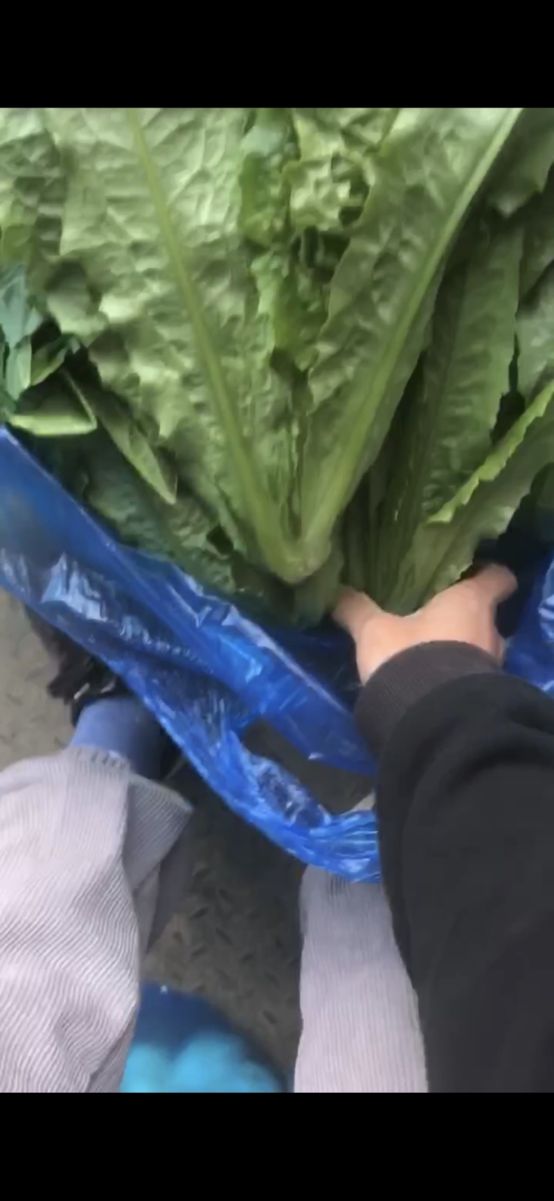 南通油麦菜精品油麦菜常年供应价格便宜欢迎咨询采购