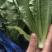 南通油麦菜精品油麦菜常年供应价格便宜欢迎咨询采购