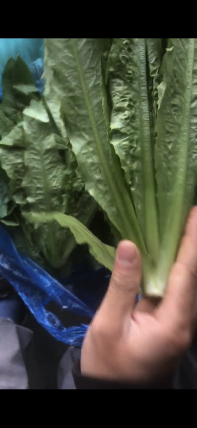 南通油麦菜精品油麦菜常年供应价格便宜欢迎咨询采购