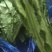 南通油麦菜精品油麦菜常年供应价格便宜欢迎咨询采购