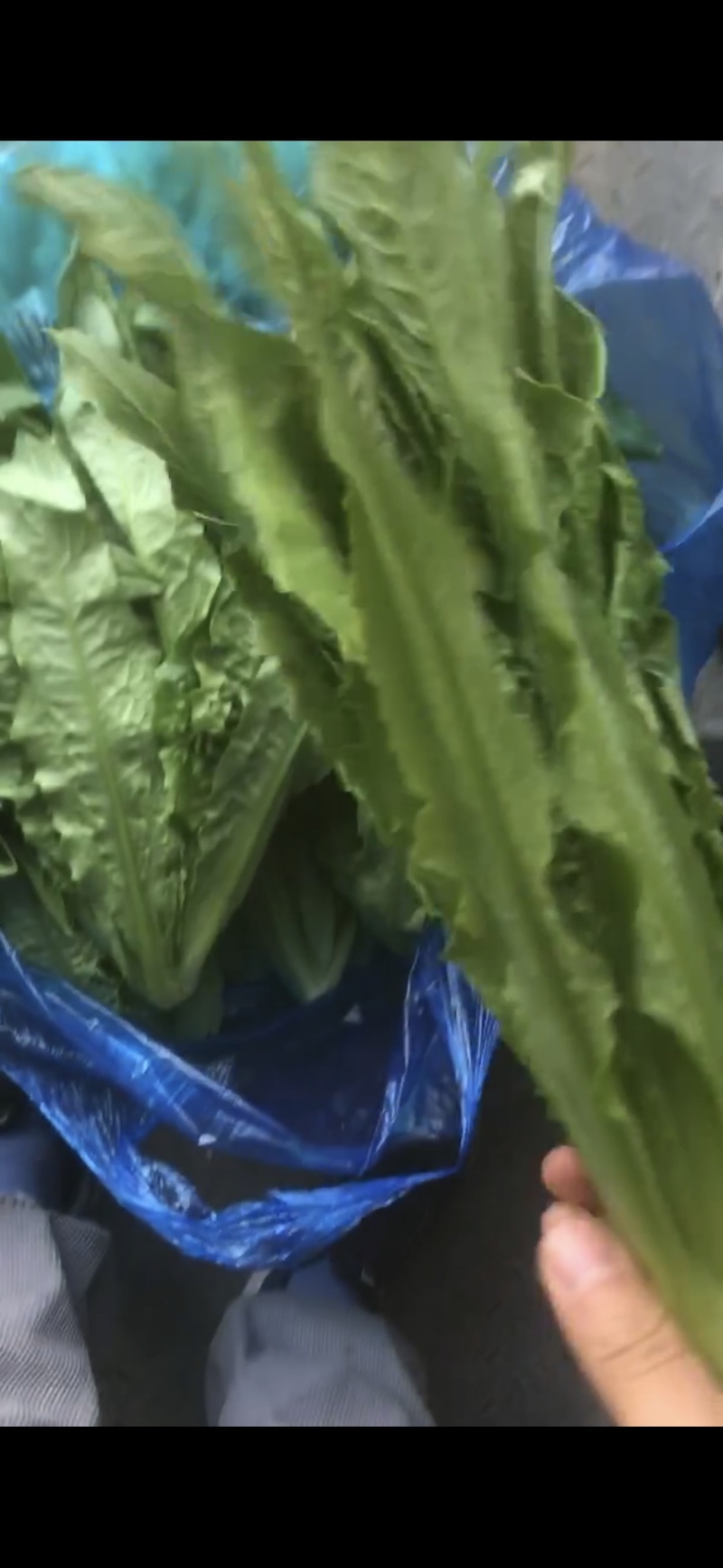 南通油麦菜精品油麦菜常年供应价格便宜欢迎咨询采购