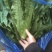 南通油麦菜精品油麦菜常年供应价格便宜欢迎咨询采购