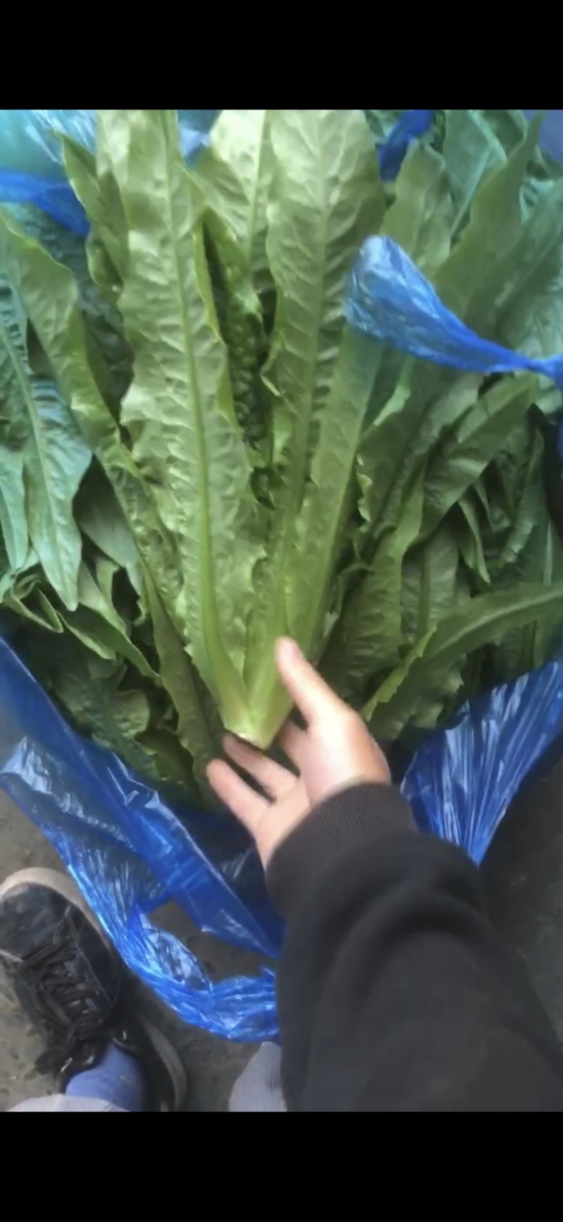 南通油麦菜精品油麦菜常年供应价格便宜欢迎咨询采购