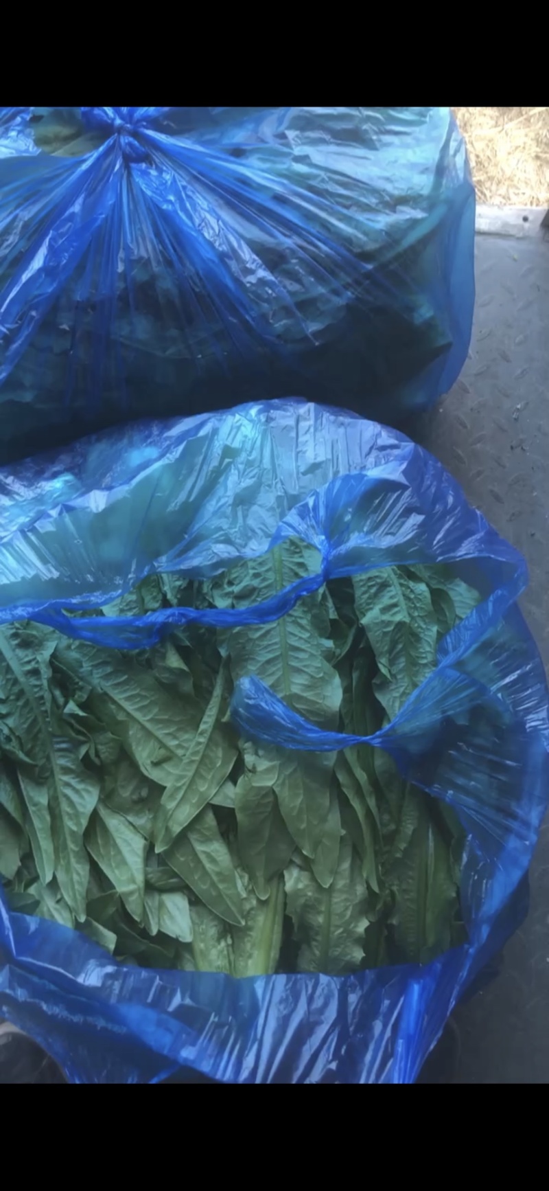 南通油麦菜精品油麦菜常年供应价格便宜欢迎咨询采购