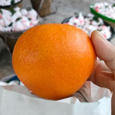 四川眉山爱媛38晚熟橙子柑橘新鲜带枝发货对接主播