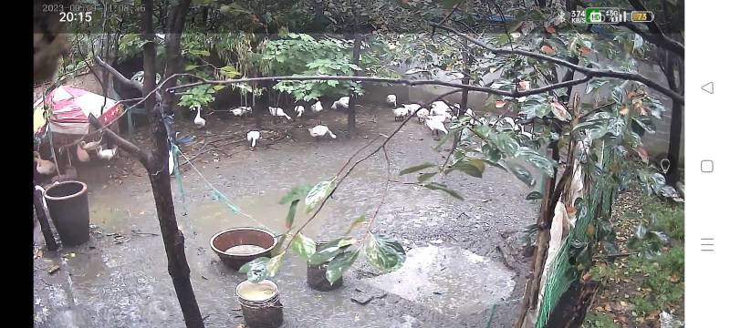柿子树