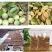 冰粉籽凉粉果凉粉籽直接手搓不用加石膏戓石灰野生凉粉籽