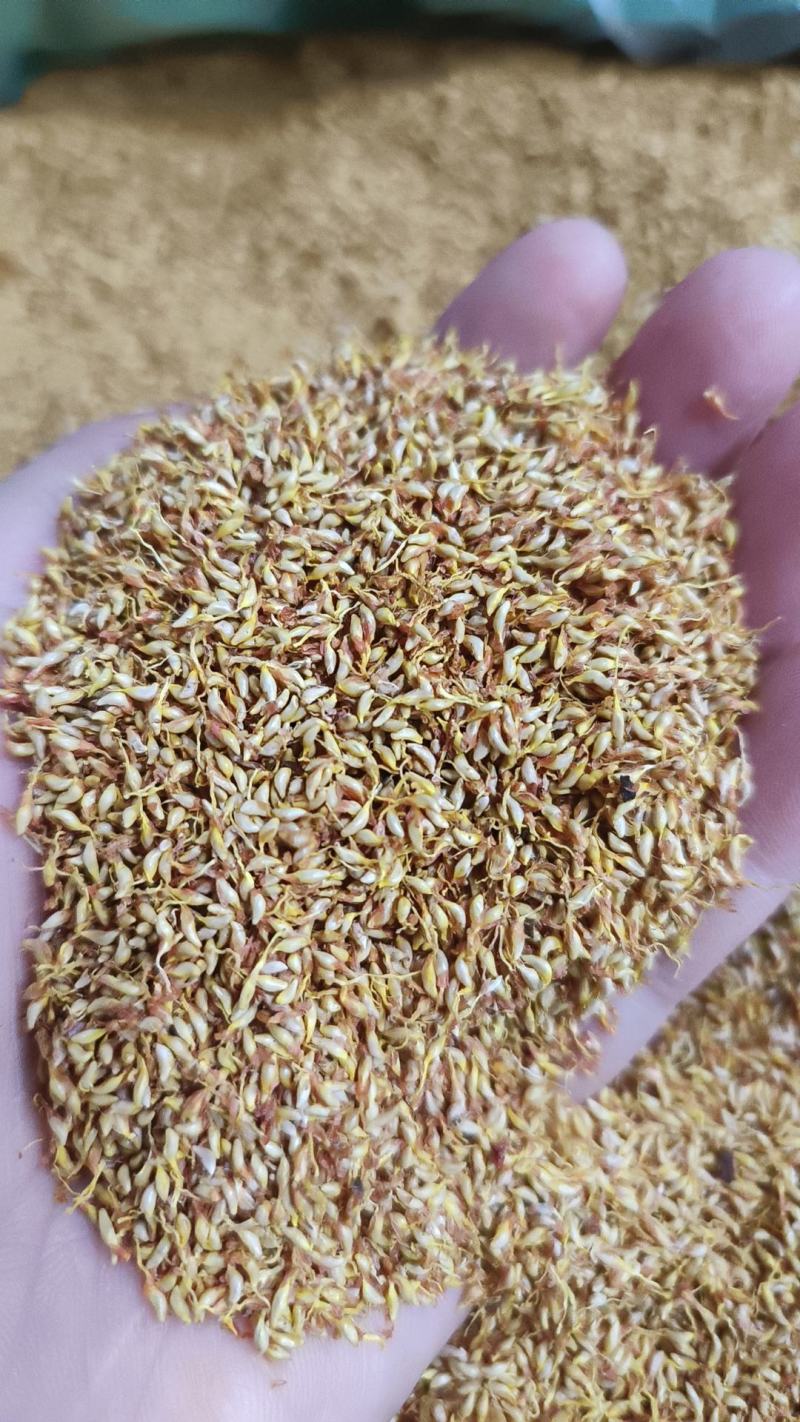 冰粉籽凉粉果凉粉籽直接手搓不用加石膏戓石灰野生凉粉籽