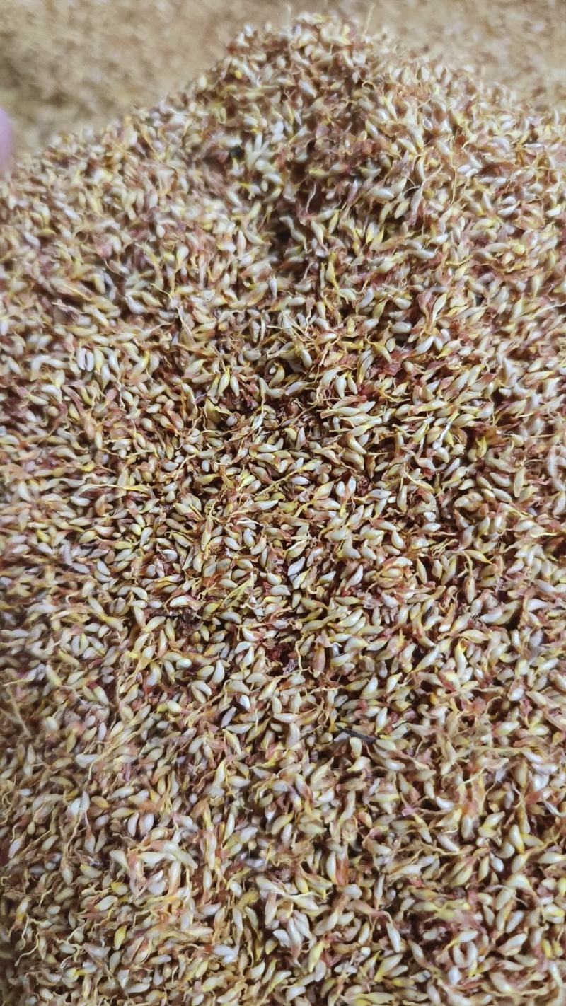 冰粉籽凉粉果凉粉籽直接手搓不用加石膏戓石灰野生凉粉籽
