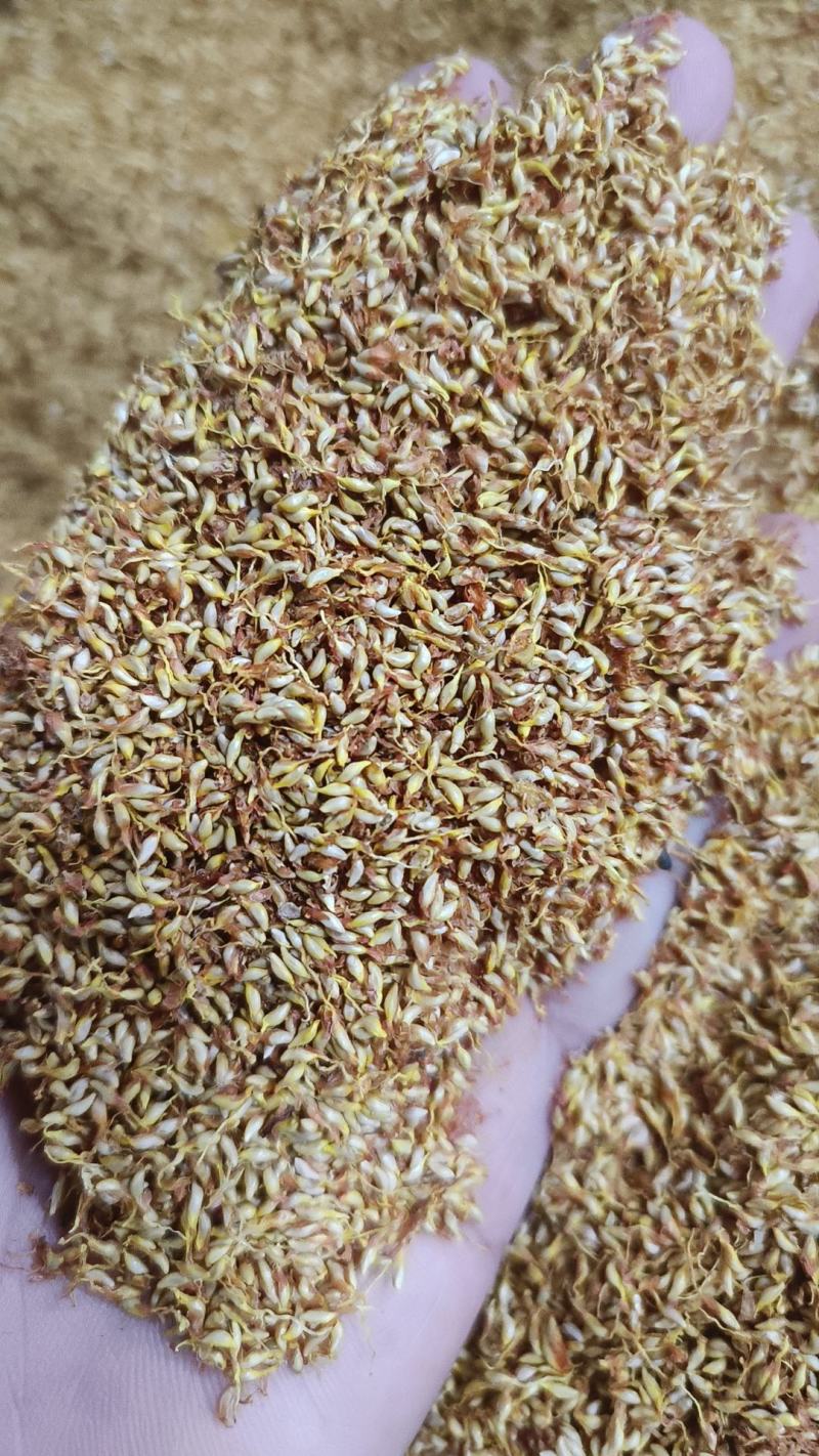 冰粉籽凉粉果凉粉籽直接手搓不用加石膏戓石灰野生凉粉籽