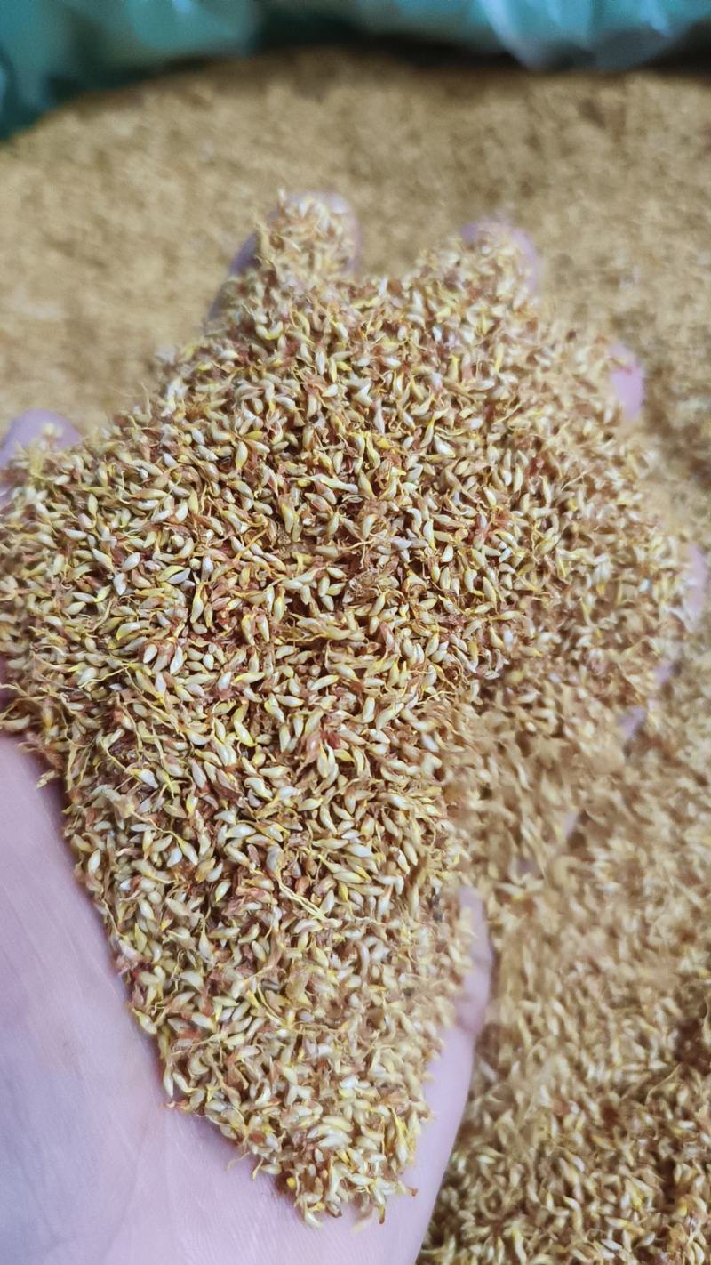 冰粉籽凉粉果凉粉籽直接手搓不用加石膏戓石灰野生凉粉籽