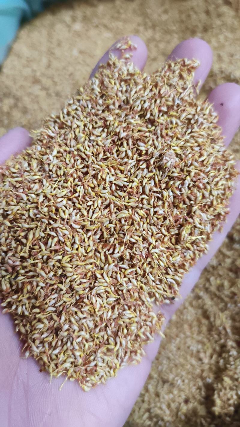 冰粉籽凉粉果凉粉籽直接手搓不用加石膏戓石灰野生凉粉籽