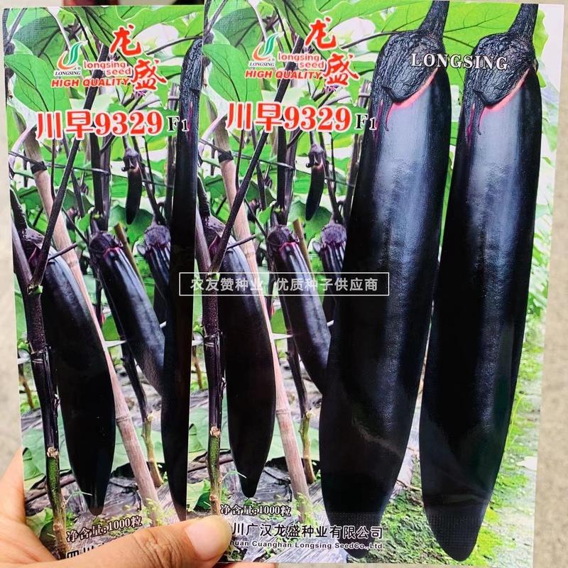 早熟长茄种子龙盛川早9329黑紫色烧烤茄种子果肉淡绿棒茄