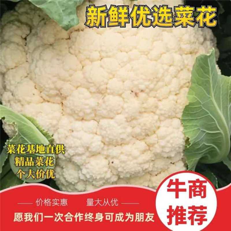 【精选】临沂精品有机花菜保质保量稳定货源欢迎联系