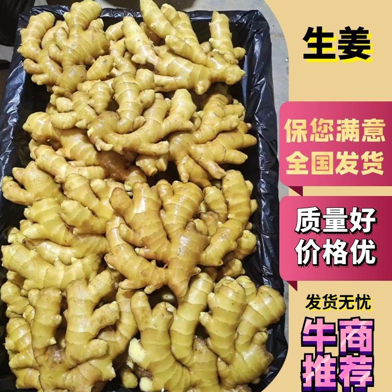 生姜大姜-量大从优-货源充足-价格优惠-产地直发-可验货
